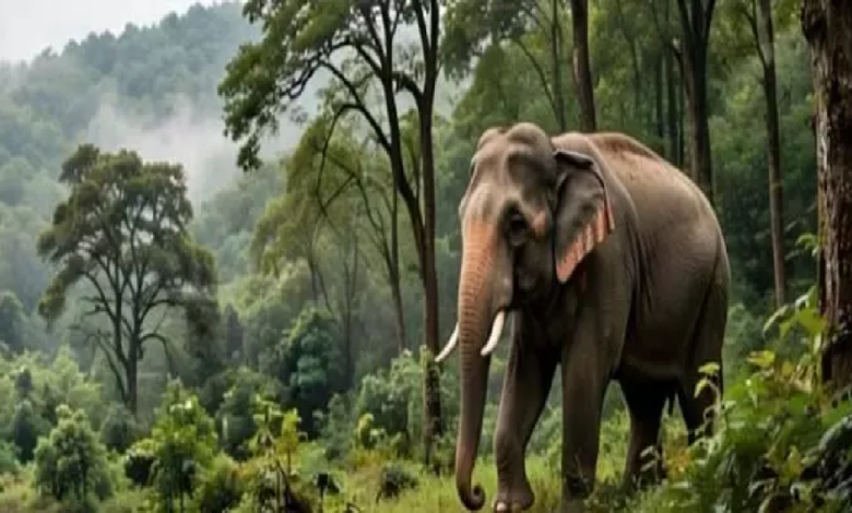 CG : हाथी प्रभावित क्षेत्रों में ग्रामीणों की सुरक्षा के लिए वन विभाग अलर्ट, ड्रोन से की जा रही निगरानी ….