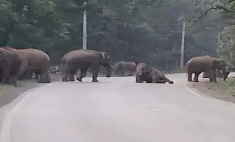 CG : सड़क पर उतरा 49 हाथियों का दल, थम गया यातायात …