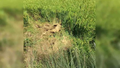 CG : हाथी के हमले ने ली युवक की जान, खेत में मिला शव …
