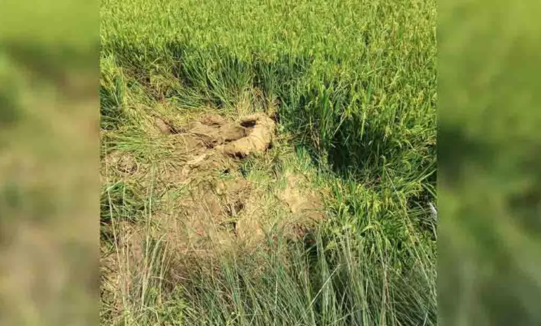 CG : हाथी के हमले ने ली युवक की जान, खेत में मिला शव …