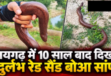 CG : रायगढ़ में 10 साल बाद दिखा दुर्लभ रेड सैंड बोआ सांप …