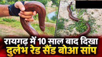 CG : रायगढ़ में 10 साल बाद दिखा दुर्लभ रेड सैंड बोआ सांप …
