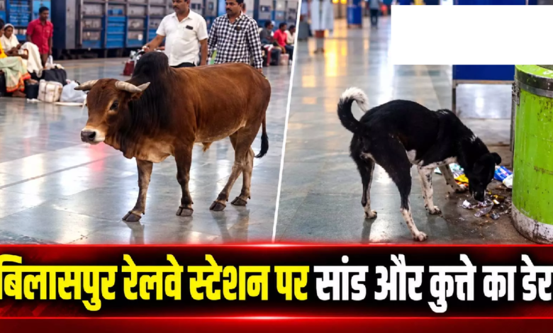 CG : बिलासपुर रेलवे स्टेशन पर सांड और कुत्ते का डेरा …