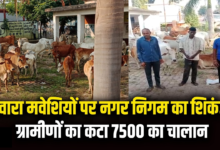 राजनांदगांव : गांव से शहर में 50 मवेशी छोड़ने पहुंचे, निगम ने पकड़ा …