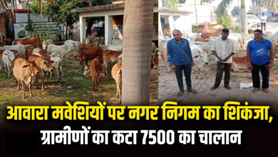 राजनांदगांव : गांव से शहर में 50 मवेशी छोड़ने पहुंचे, निगम ने पकड़ा …