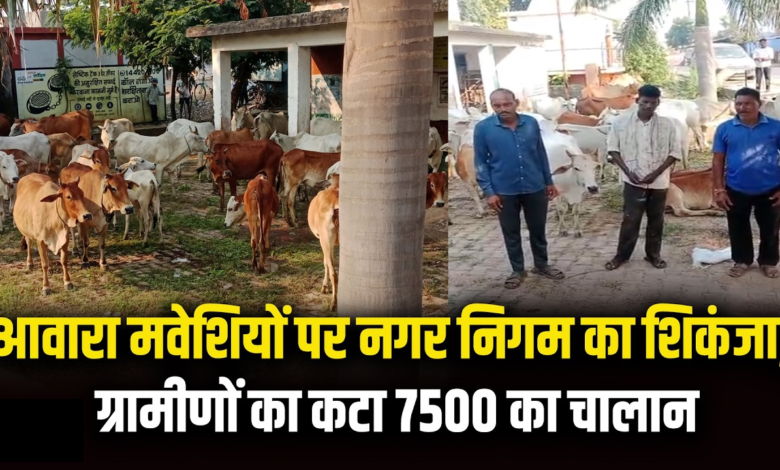 राजनांदगांव : गांव से शहर में 50 मवेशी छोड़ने पहुंचे, निगम ने पकड़ा …