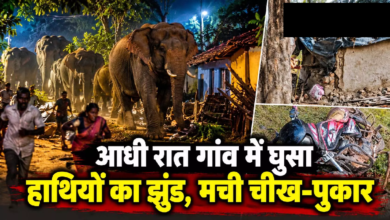 CG : आधी रात गांव में घुसा हाथियों का झुंड, मची चीख-पुकार …