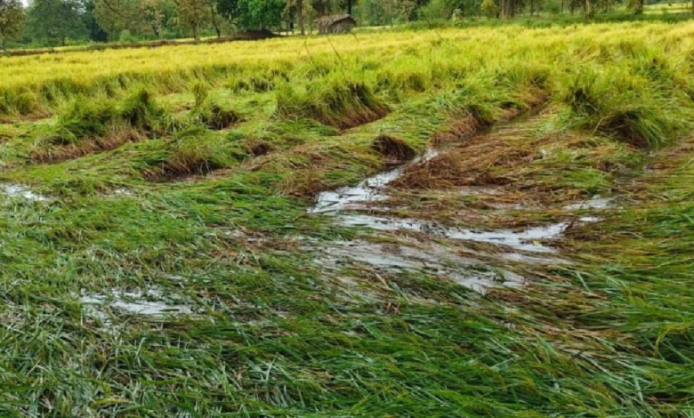 CG : अर्नब का असर: किसानों की महीनों की मेहनत पर फिरा पानी …
