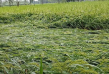 राजनांदगांव : तूफान थमा, गिरी धान फसल का सर्वे और मुआवजे की मांग …