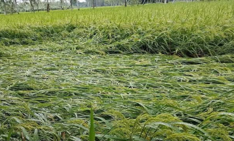 राजनांदगांव : तूफान थमा, गिरी धान फसल का सर्वे और मुआवजे की मांग …